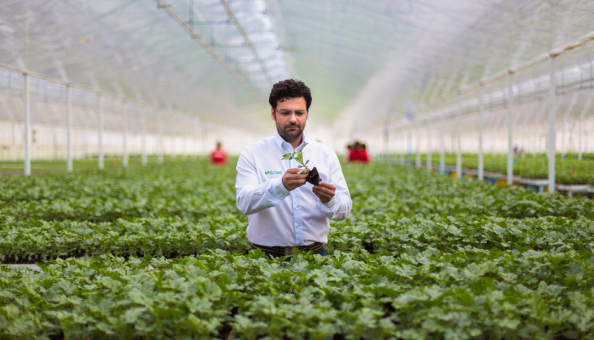 Técnico de El Plantel Semilleros sujeta una planta en el invernadero.