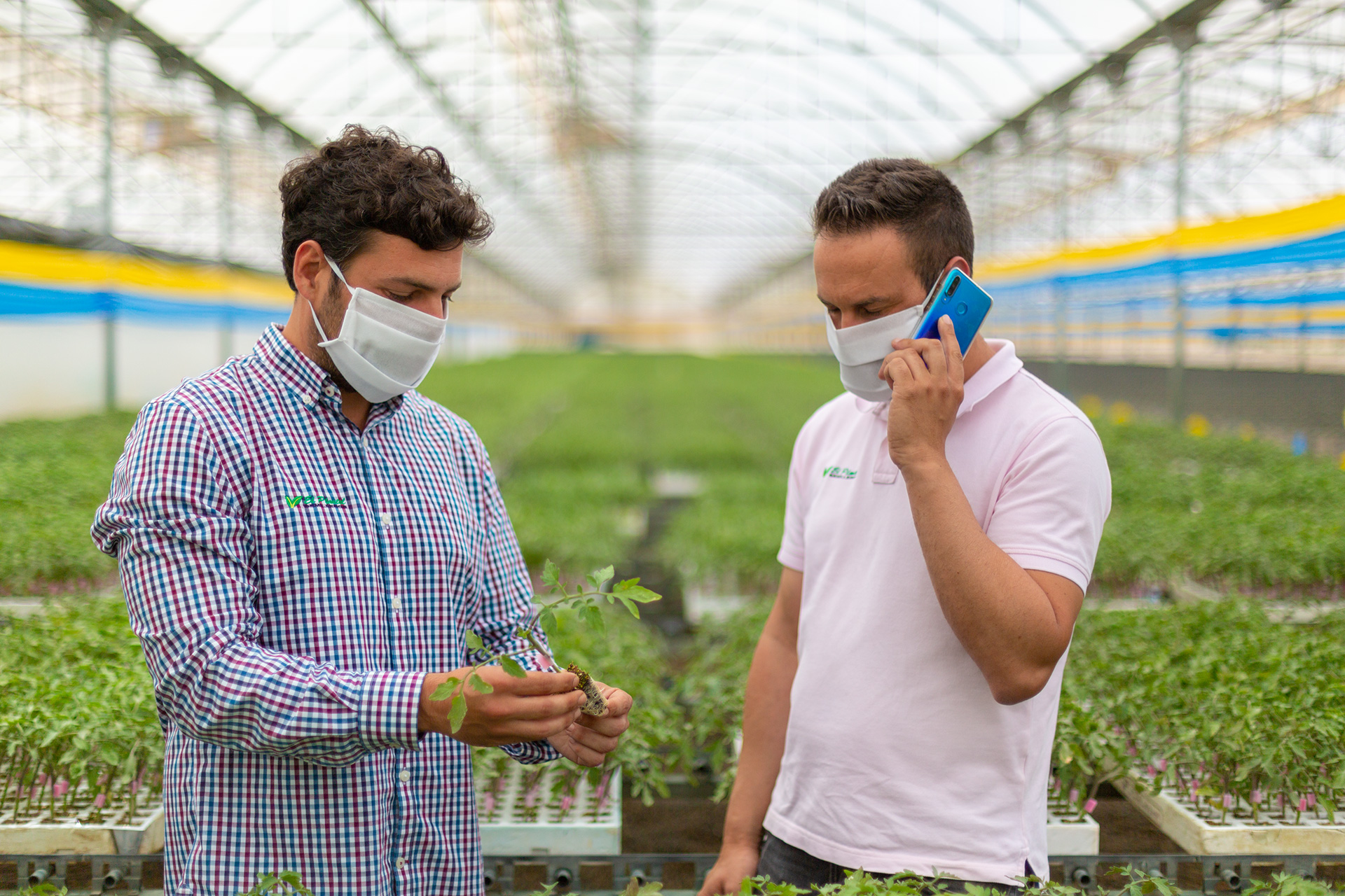 Técnicos comerciales con mascarillas en invernadero de plantas de injerto de tomate