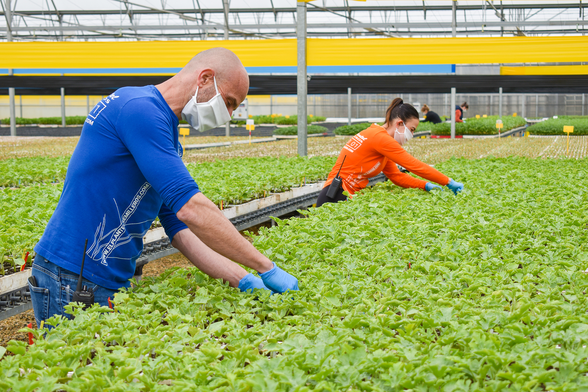 Trabajadores de el Plantel Semilleros en invernadero