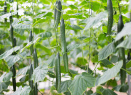 Pepinos en planta de invernadero